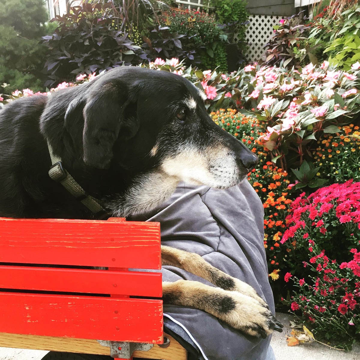 Bessie the big black dog taking a ride in her red wagon