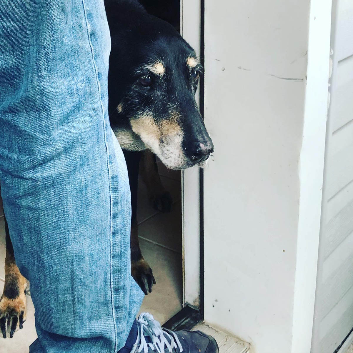 Bessie the big black dog looking out the door