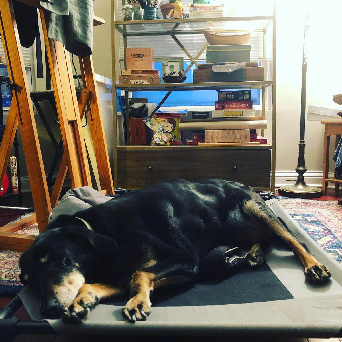 Bessie the big black dog napping in the studio