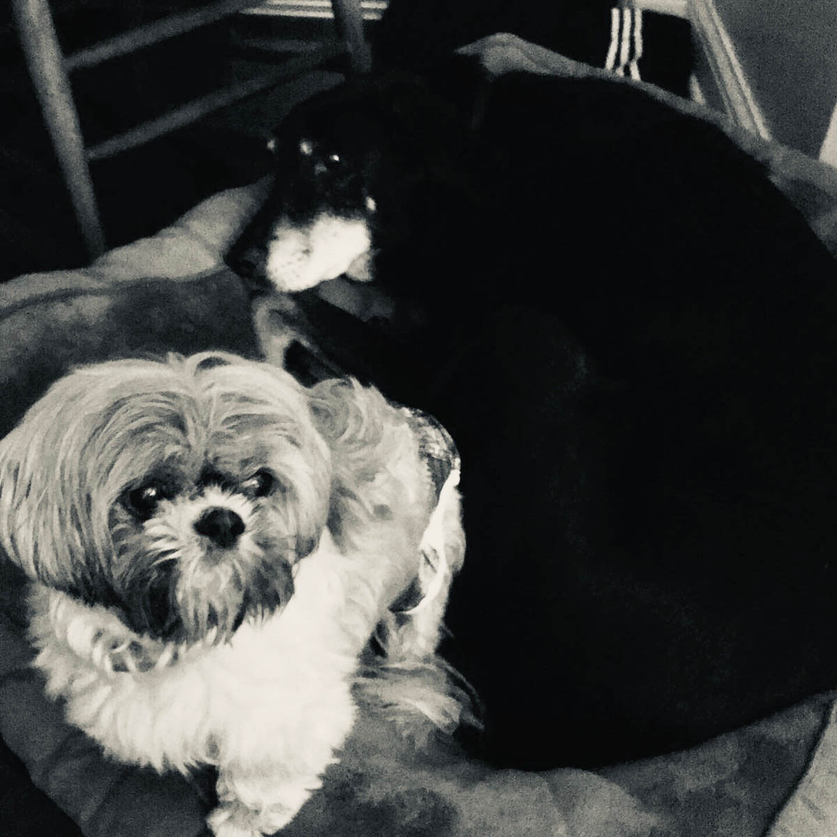 Bessie the big black dog is annoyed that Coco the small white dog is on her bed