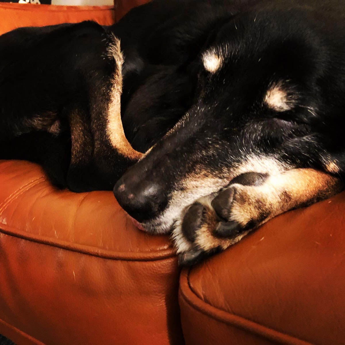 Bessie the big black dog sleeping on the couch