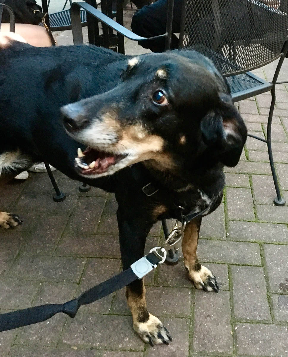 Bessie the big black dog looking shocked that she gets to hang out at the Small Bar patio