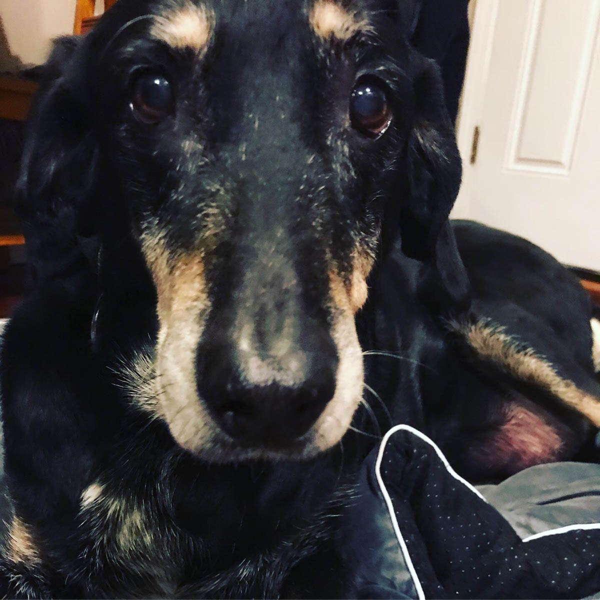 Bessie the big black dog has a very boopable nose