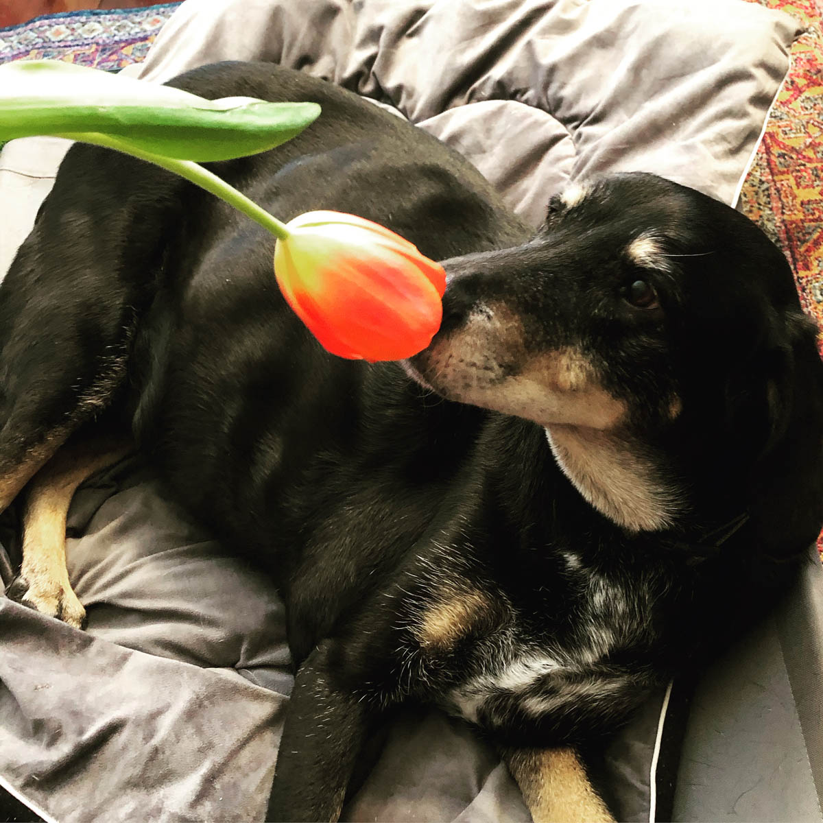 Bessie the big black dog smelling a tulip