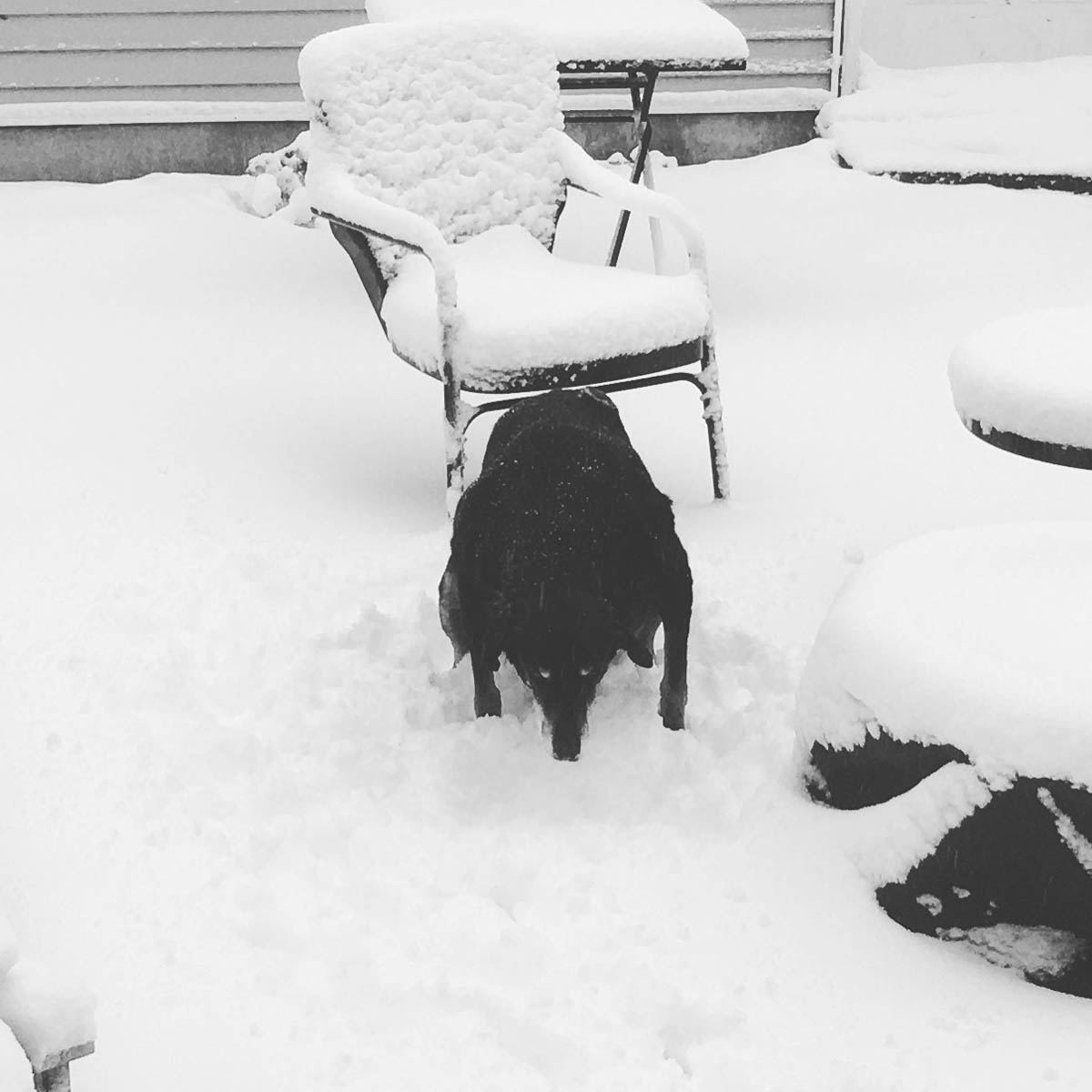 Bessie the big black dog pooping in the snow