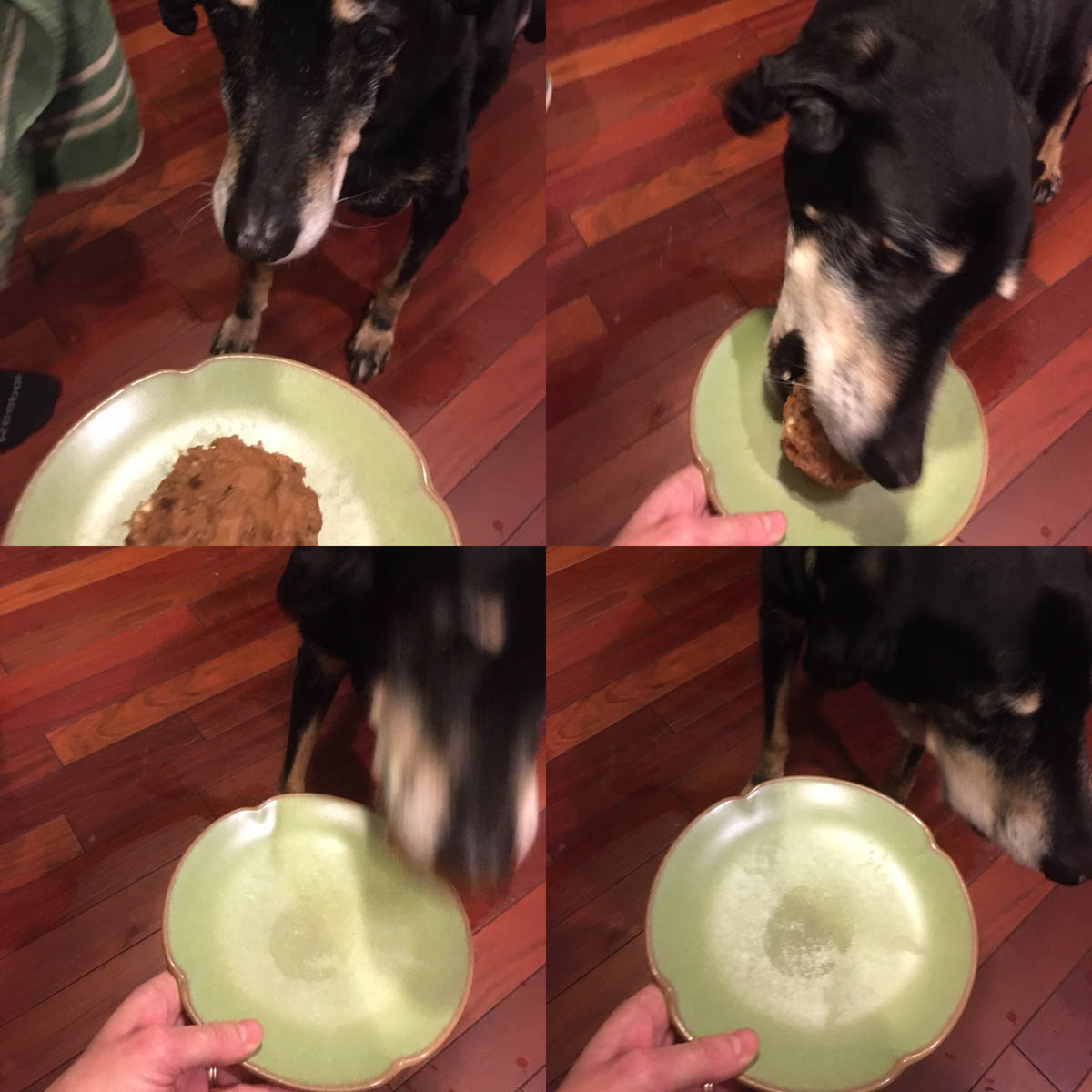 Bessie the big black dog devouring her birthday pup cake