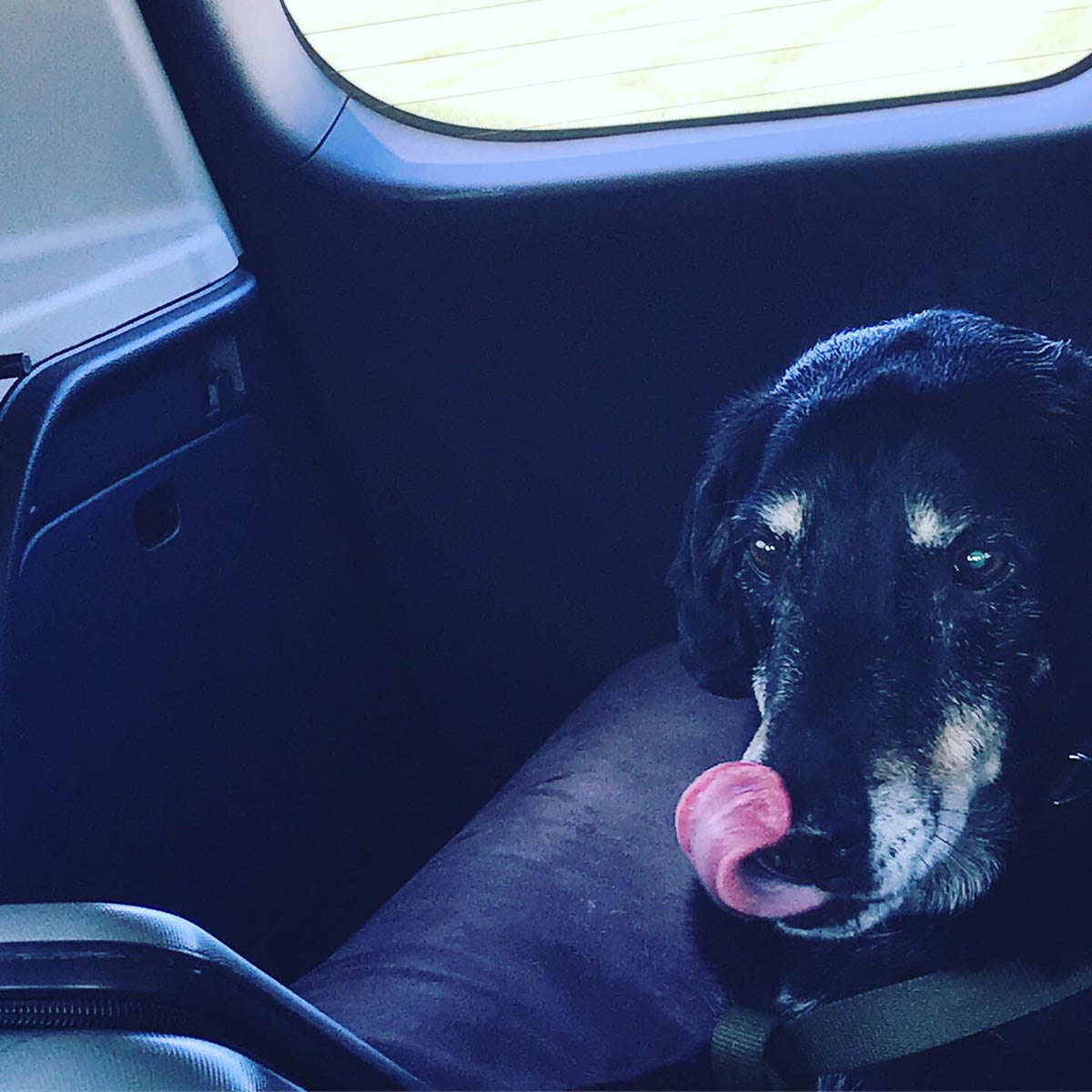 Bessie the big black dog licking her lips