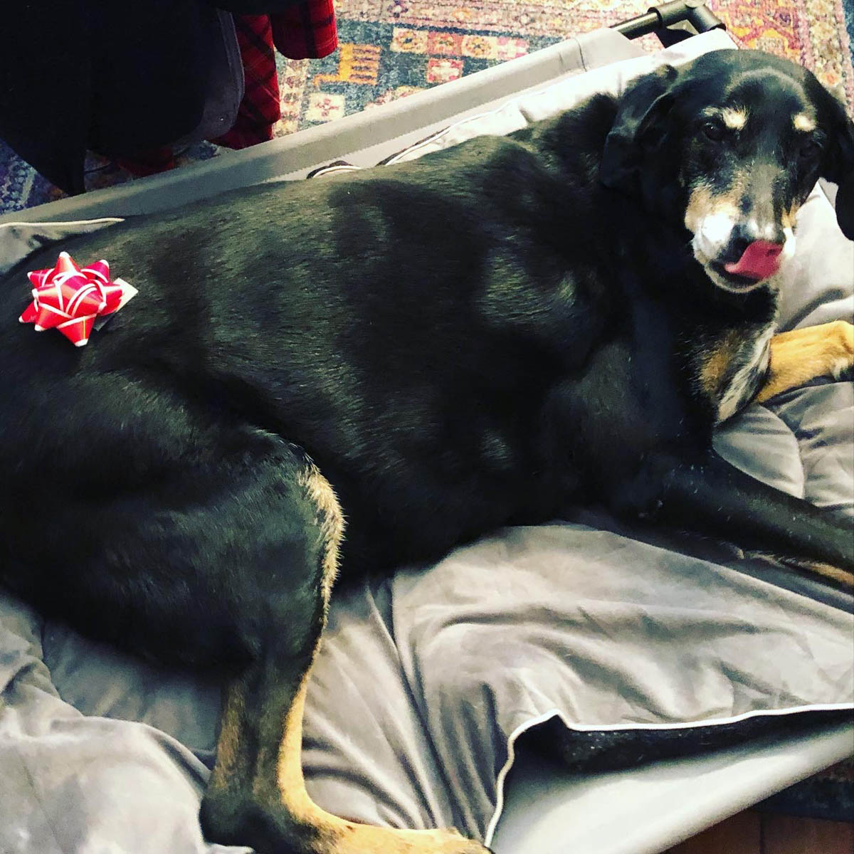 Bessie the big black dog with a gift bow on her butt