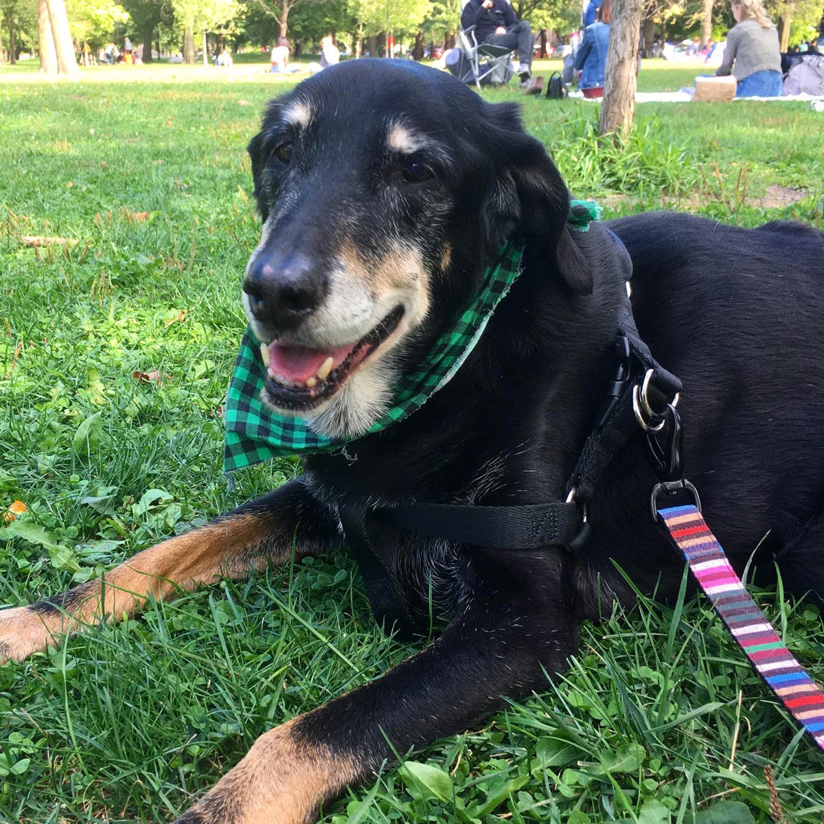 Bessie the big black dog lounging in the grass