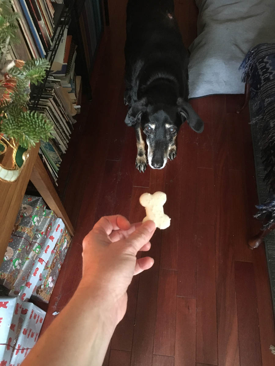 Bessie the big black dog getting a tasty treat