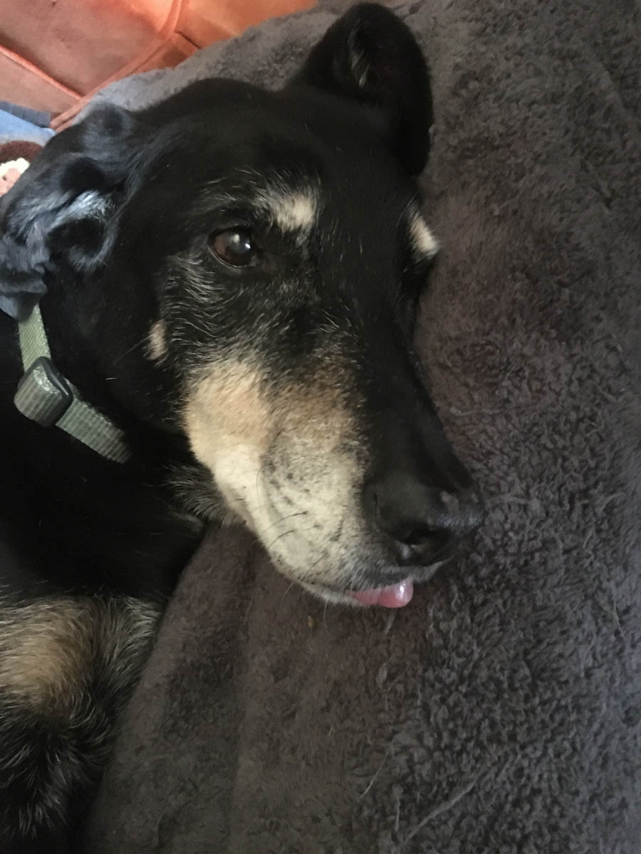 Bessie the big black dog with her lil blep