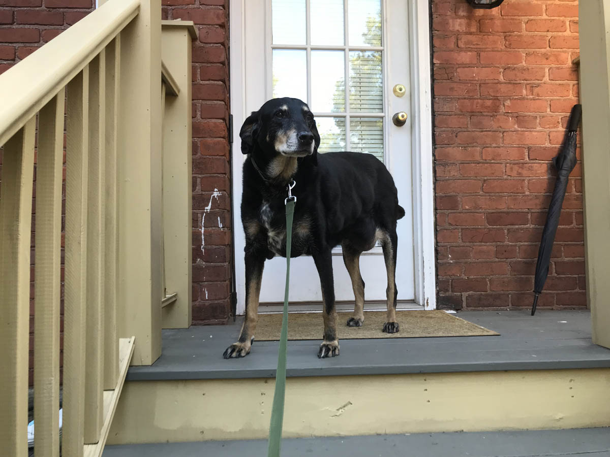 Bessie the big black dog is the queen of the porch