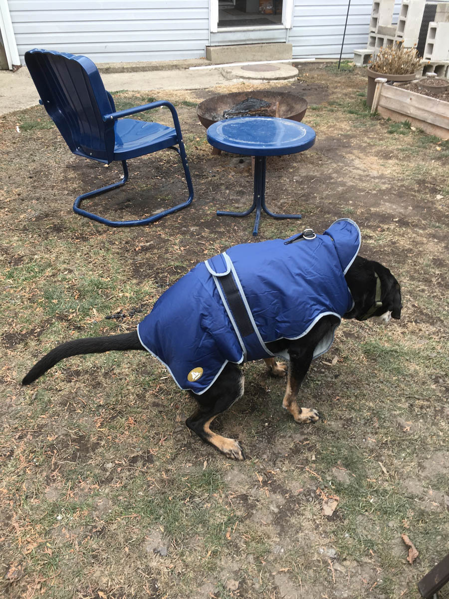 Bessie the big black dog pooping with her blue jacket on