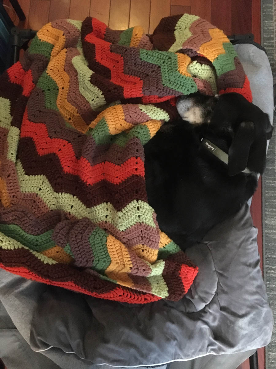 Bessie the big black dog cozy in an afghan