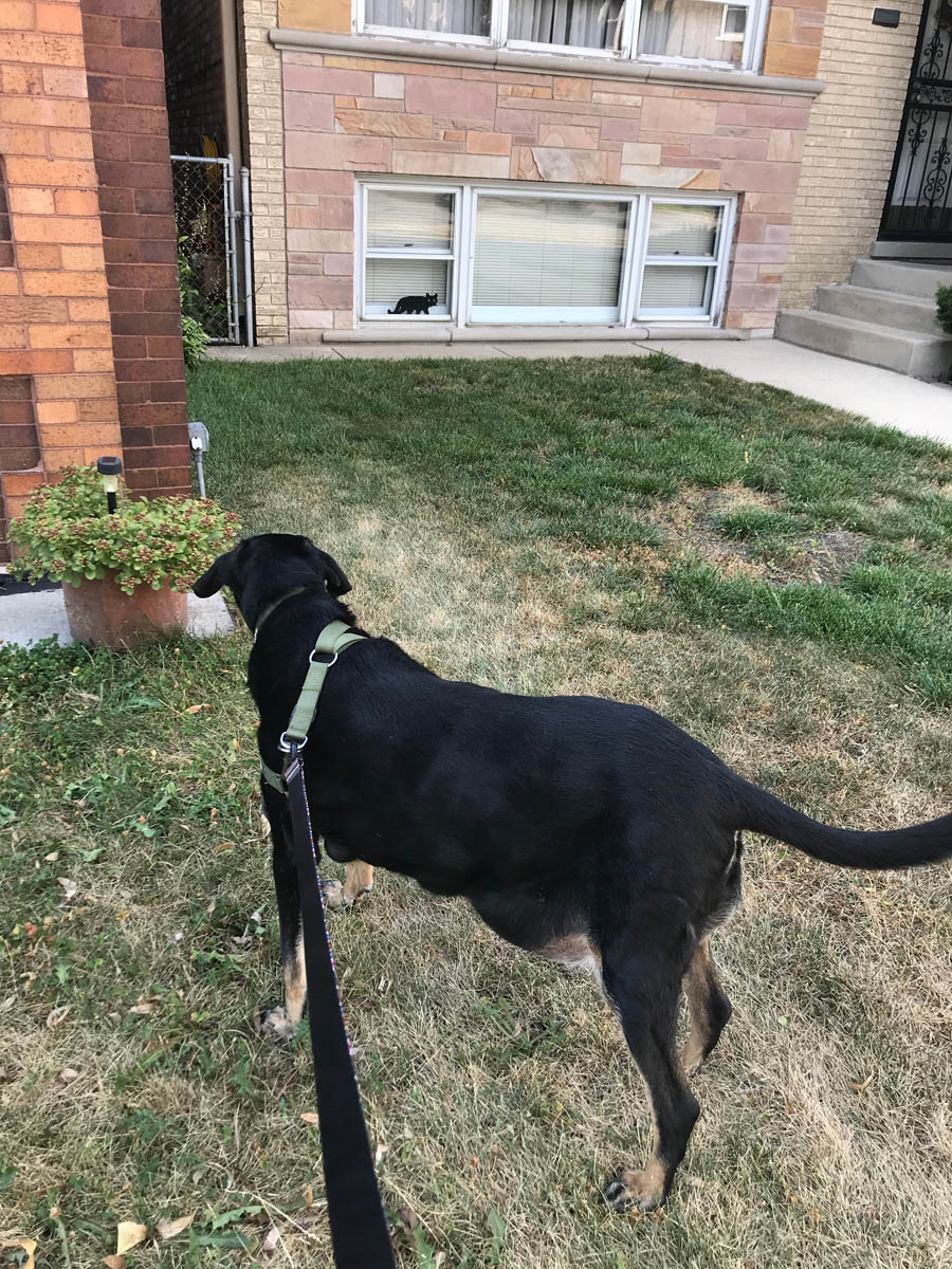 Bessie the big black dog spotting a friend