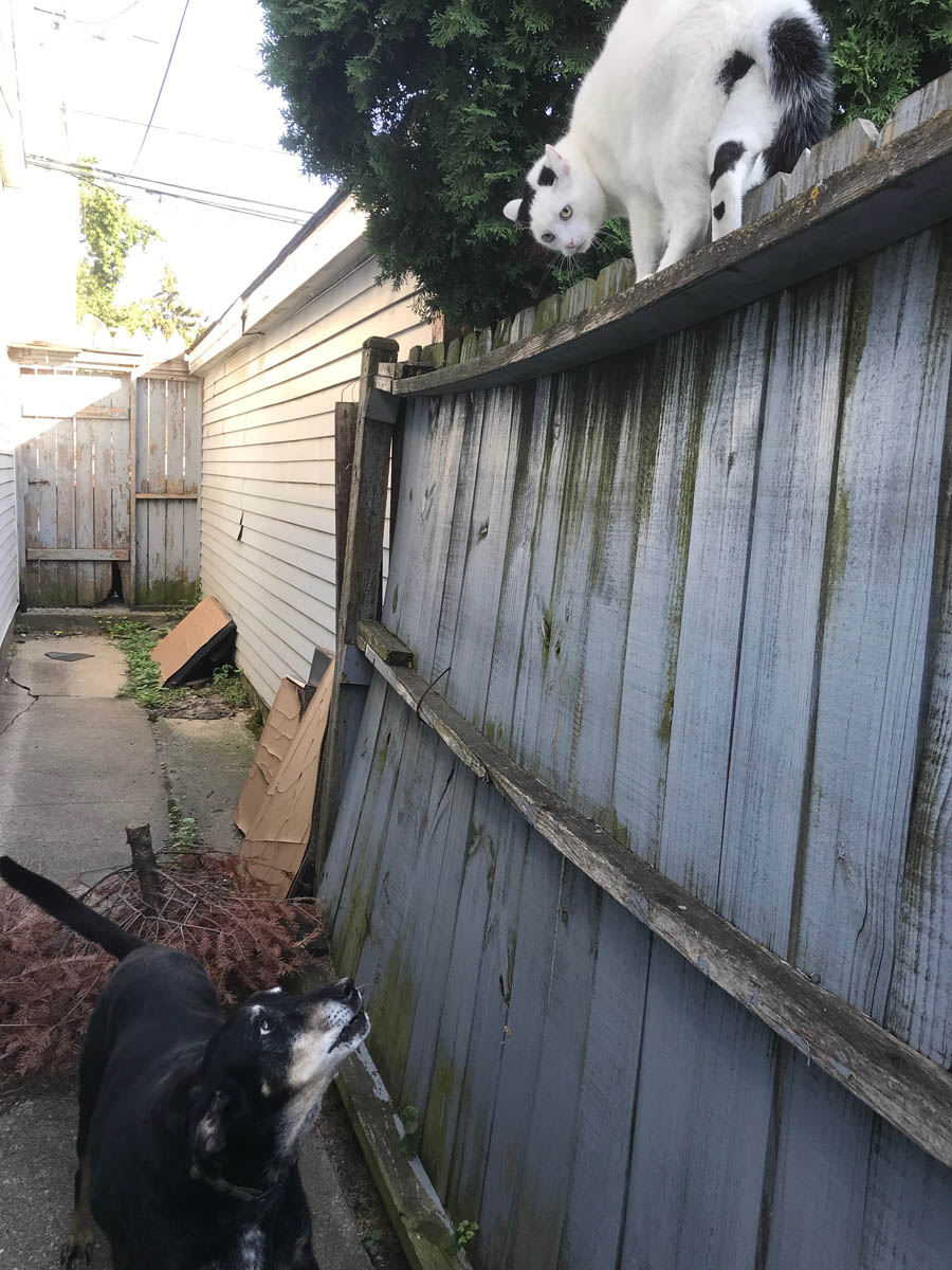 Bessie the big black dog trying to meet the neighbor cat