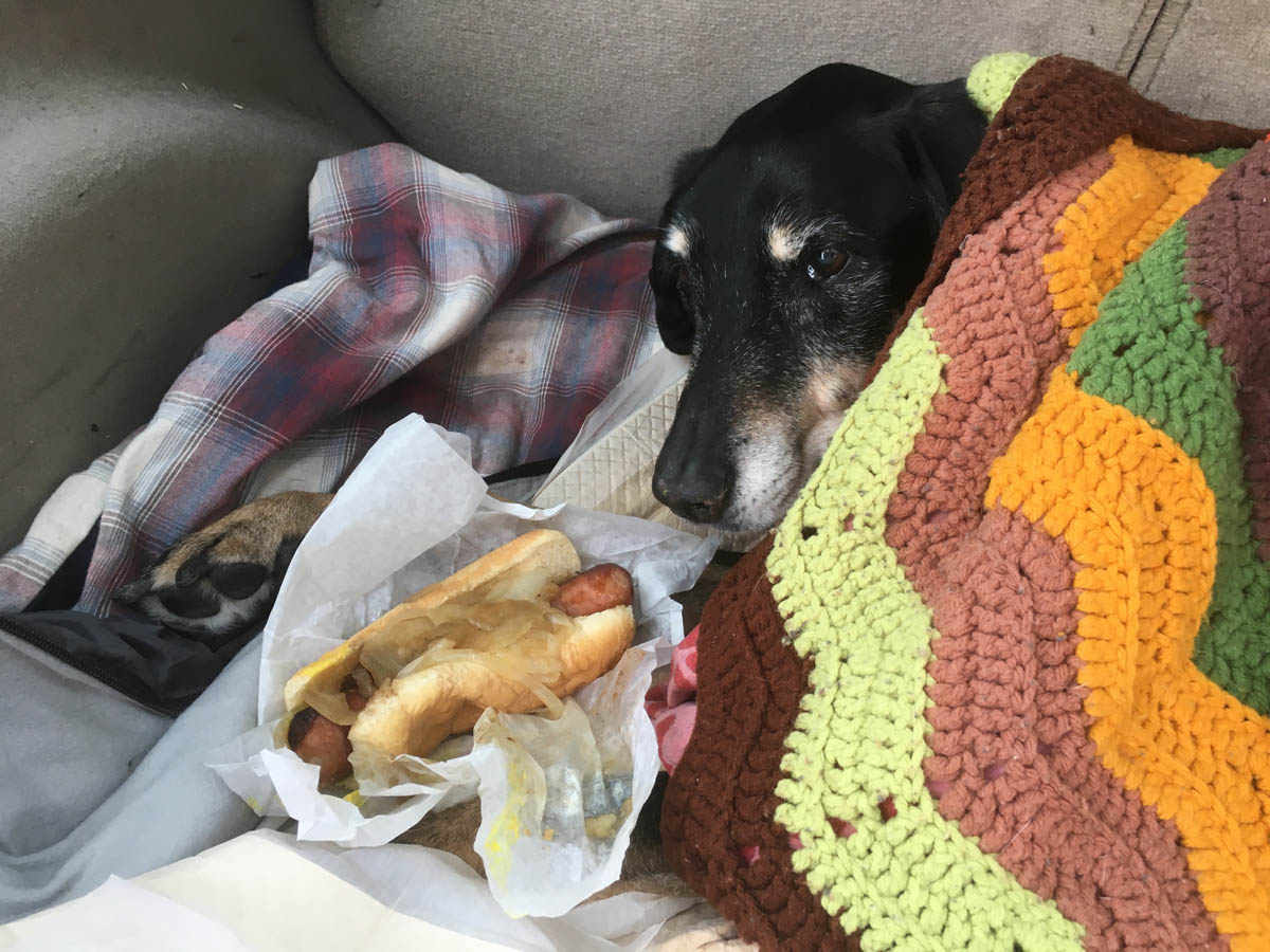 Bessie the big black dog spying a Polish sausage