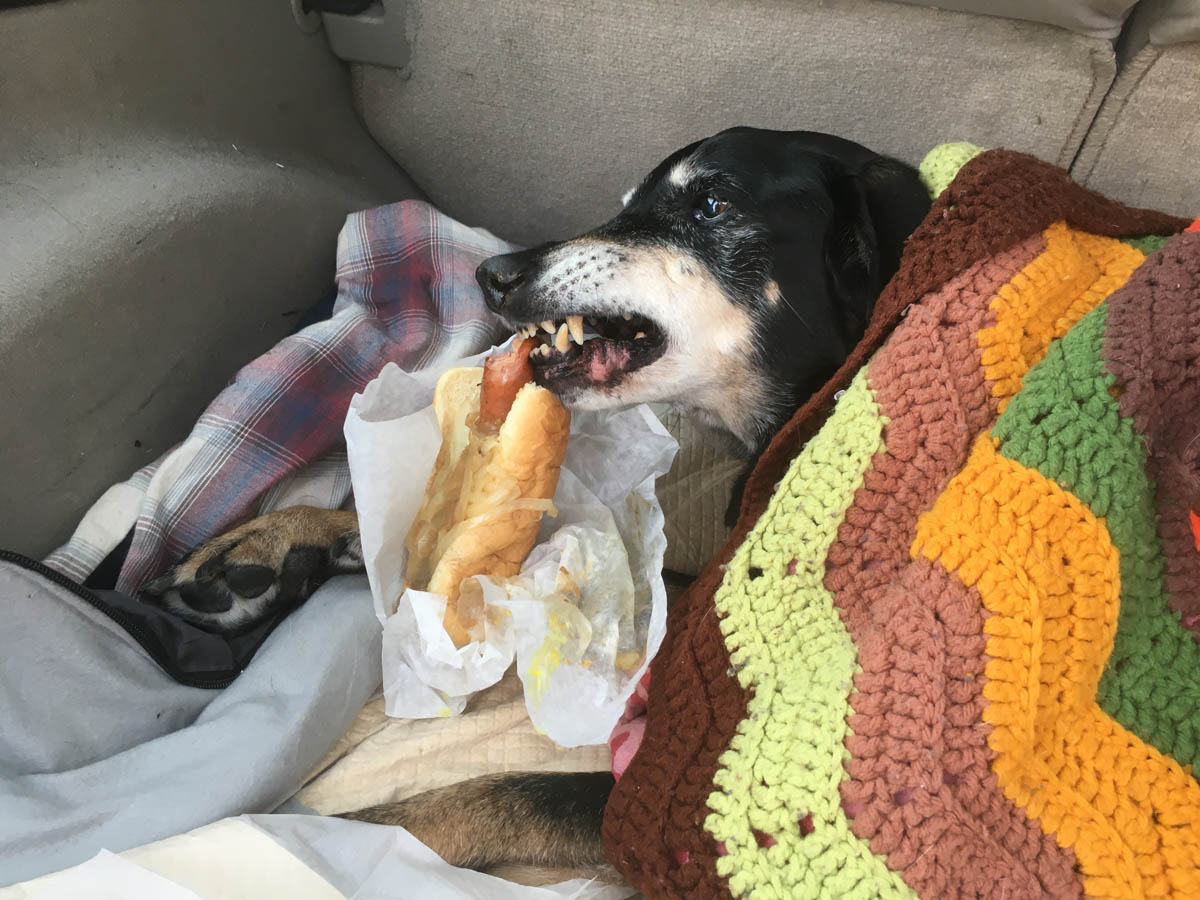 Bessie the big black dog eating the Polish sausage