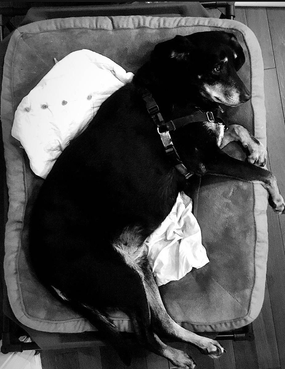 Bessie the big black dog looking pensive in black and white