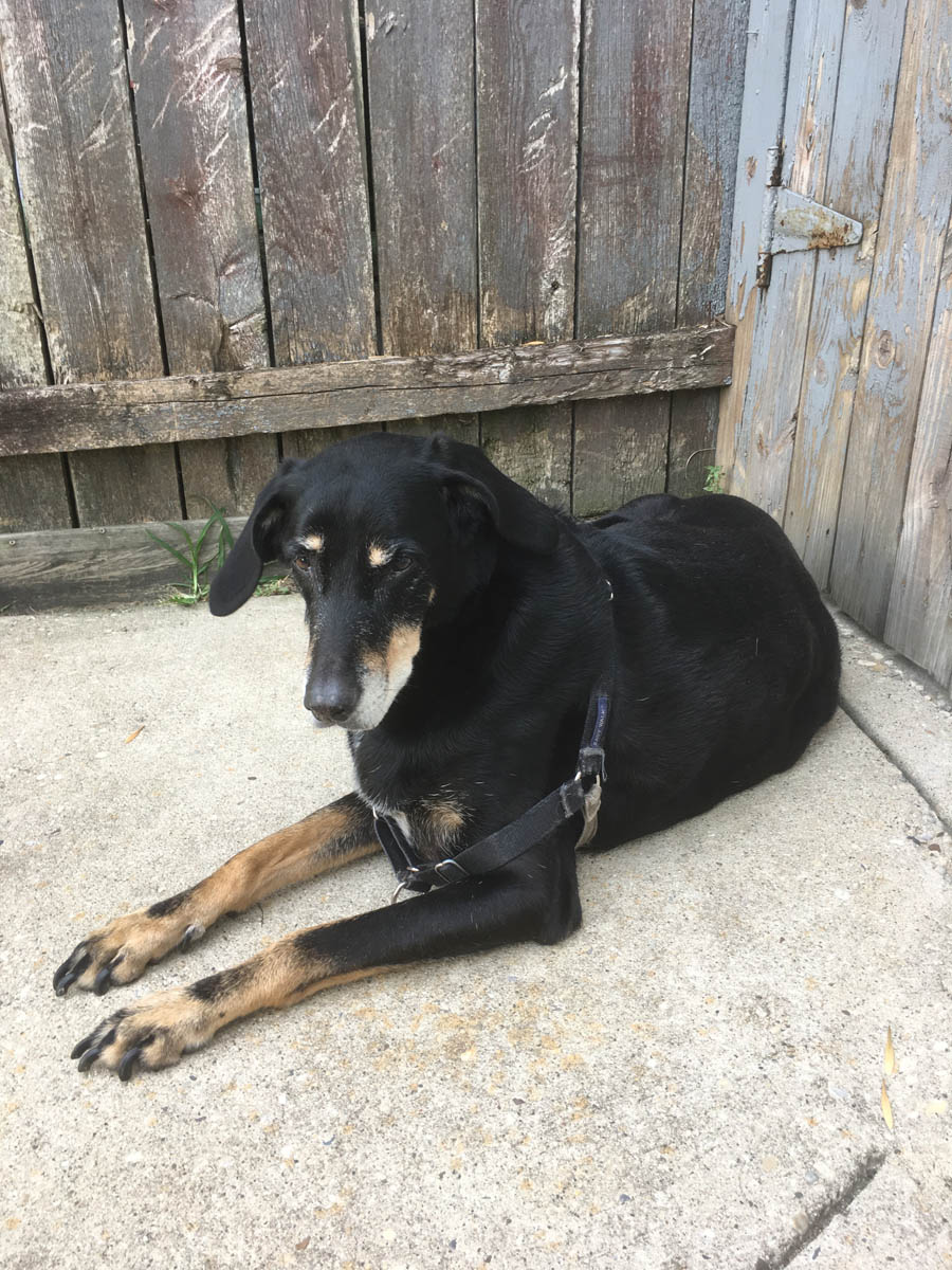 Bessie the big black dog sitting in her spot in the backyard