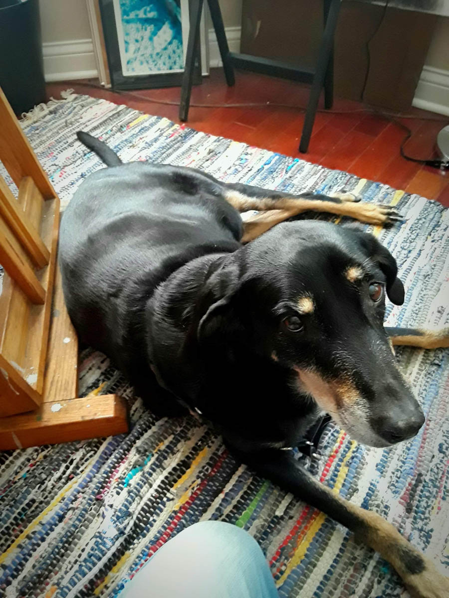 Bessie the big black dog looking up at her human