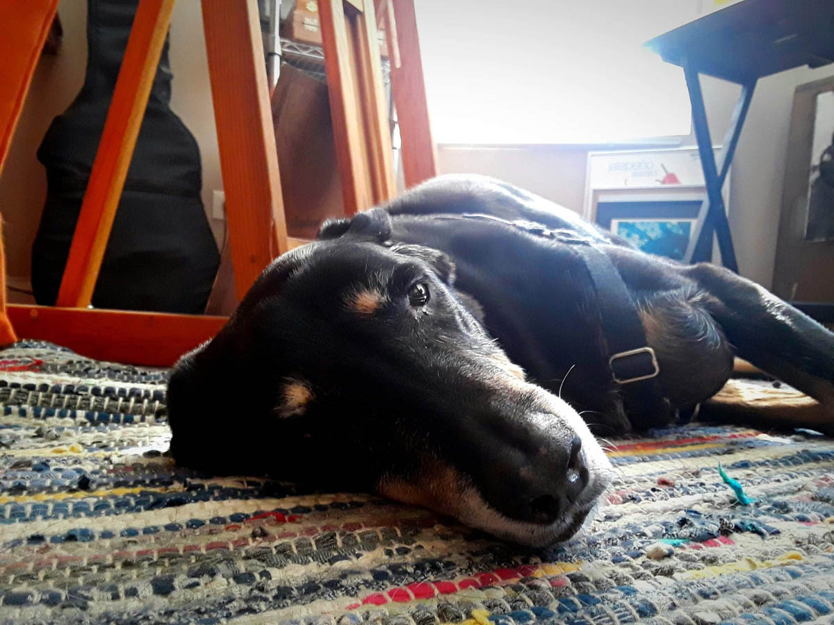 Bessie the big black dog relaxing on the floor