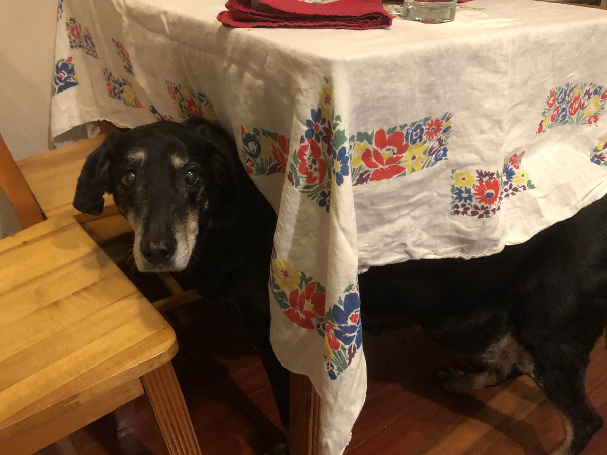 Bessie the big black dog looking for snacks under the table