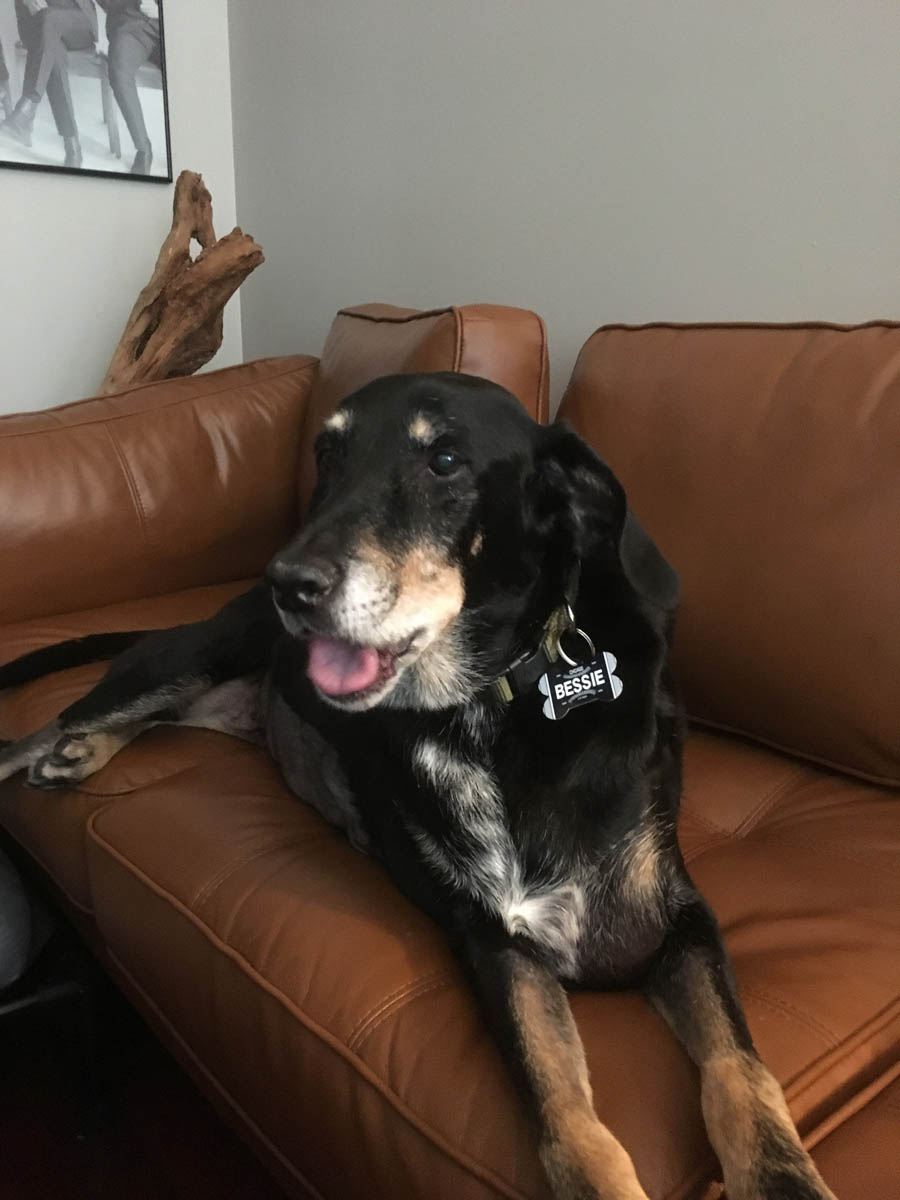 Bessie the big black dog showing of her Chicago White Sox collar tag