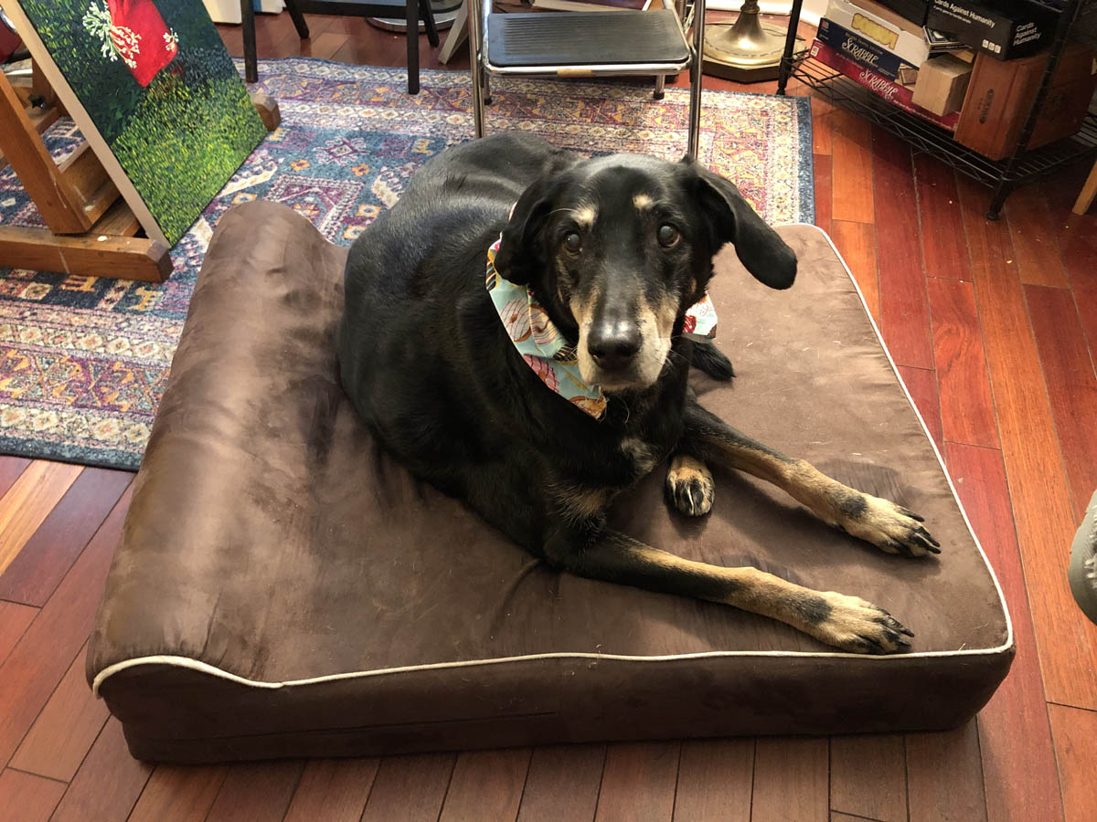 Bessie the big black dog wondering when you will give her a treat