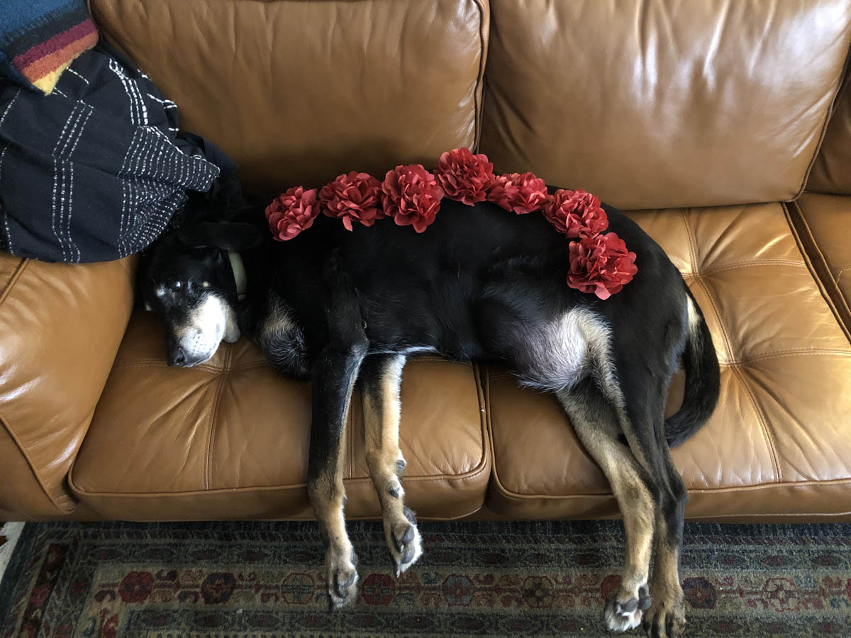 Bessie the big black dog annoyed with her lady human while being covered in bows while laying on the couch