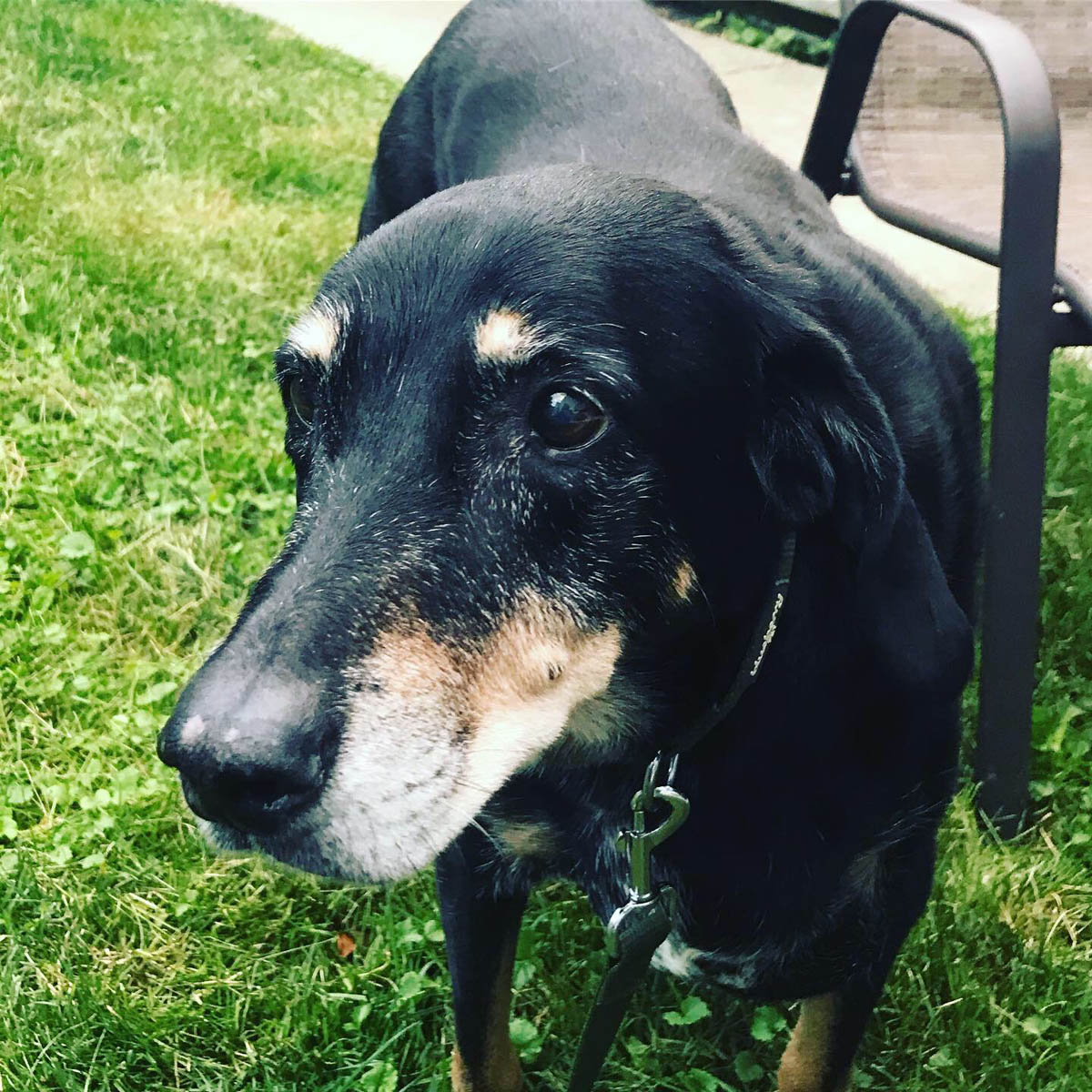 Bessie the big black dog being cute