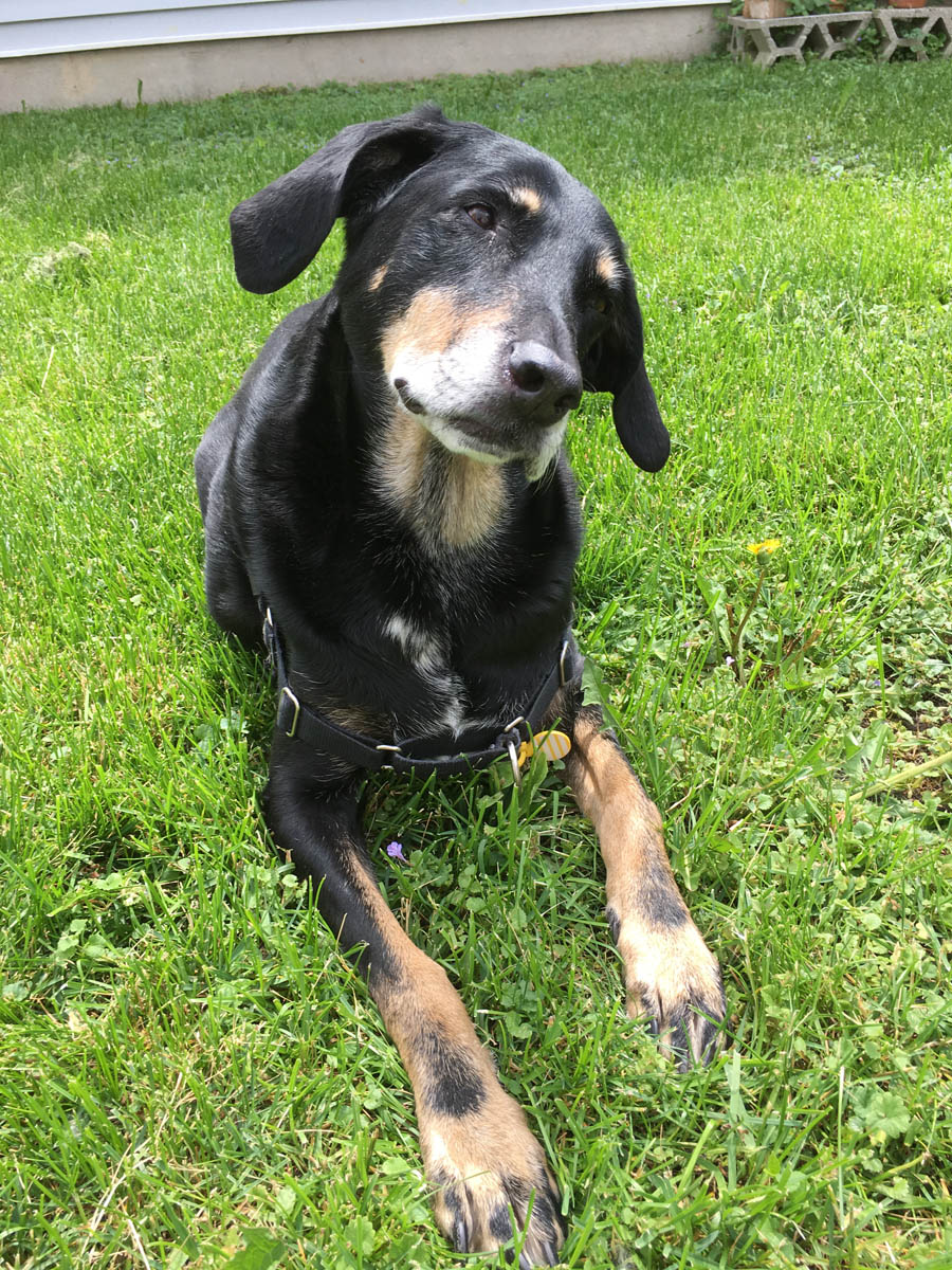 Bessie the big black dog tilting her head