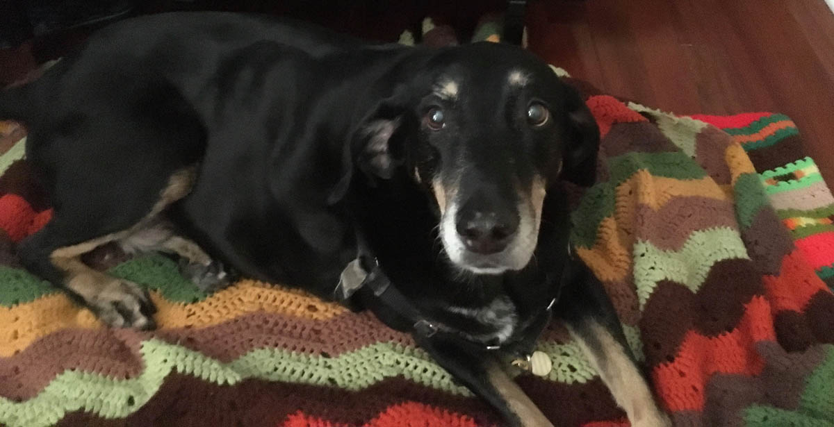 Bessie the big black dog looking super cute