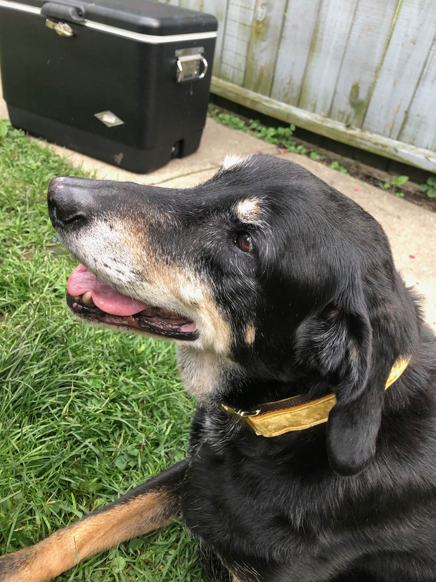 Bessie the big black dog hanging in the backyard on a sunny day