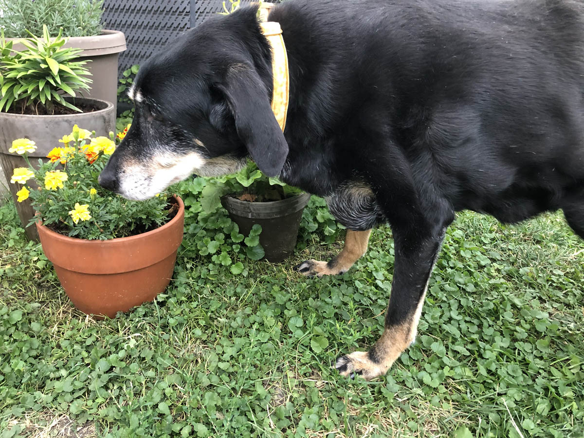 Bessie the big black dog smelling marigolds