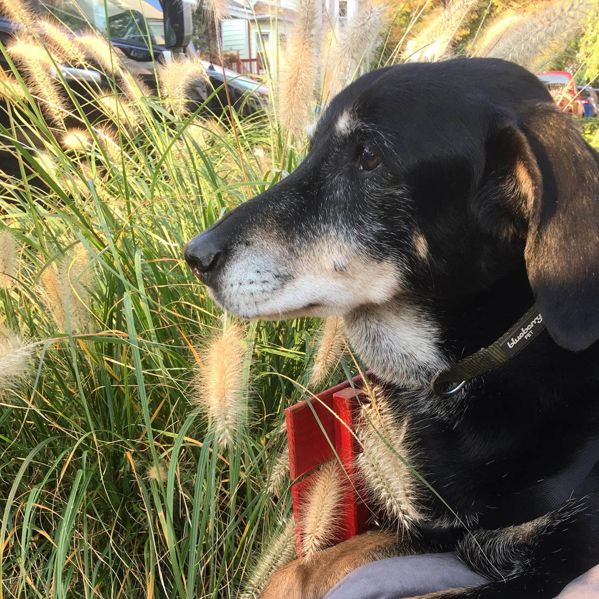 Bessie the big black dog looking distinguished amongst the tall yellow grasses