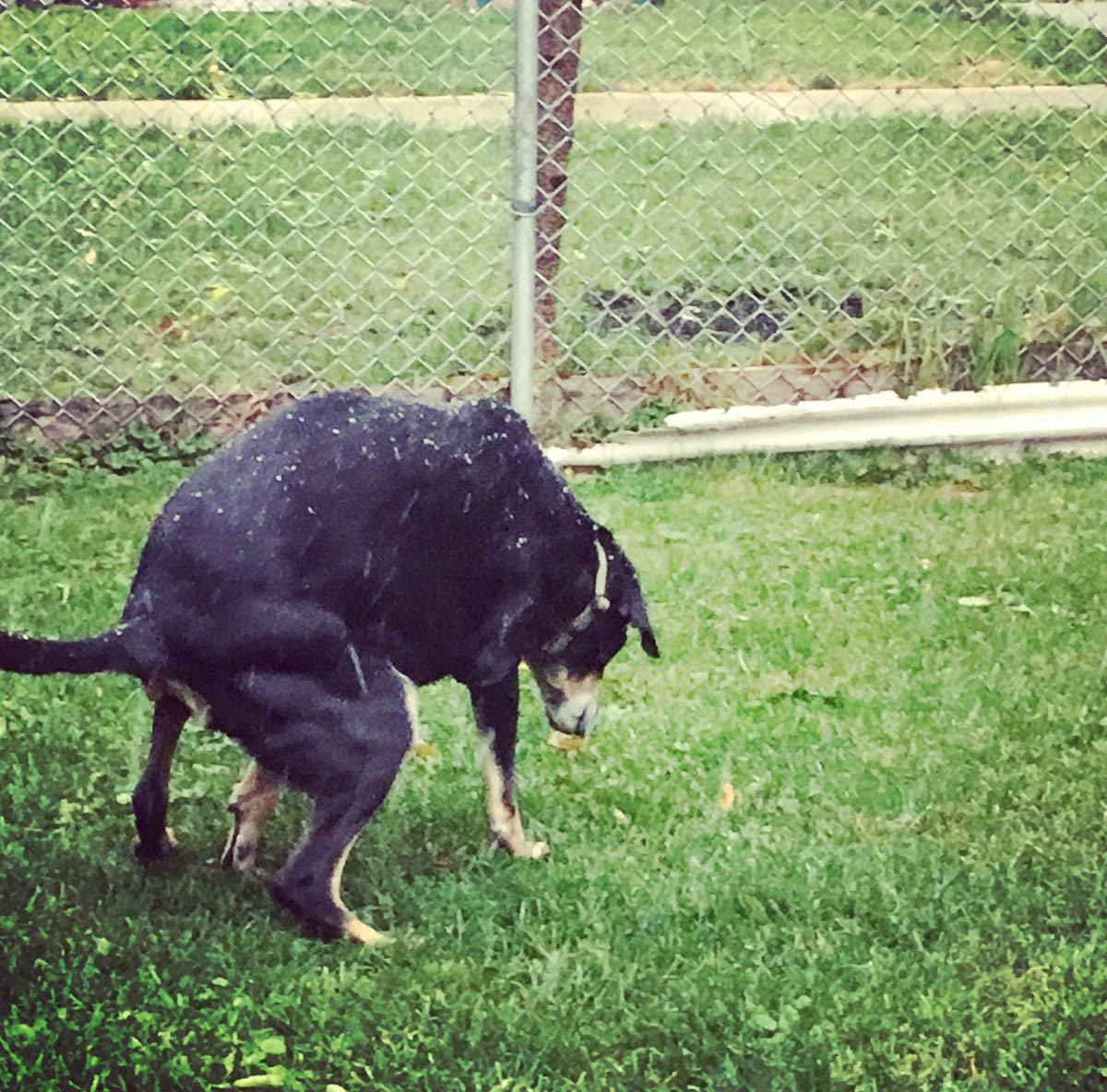 Bessie the big black dog pooping in the backyard