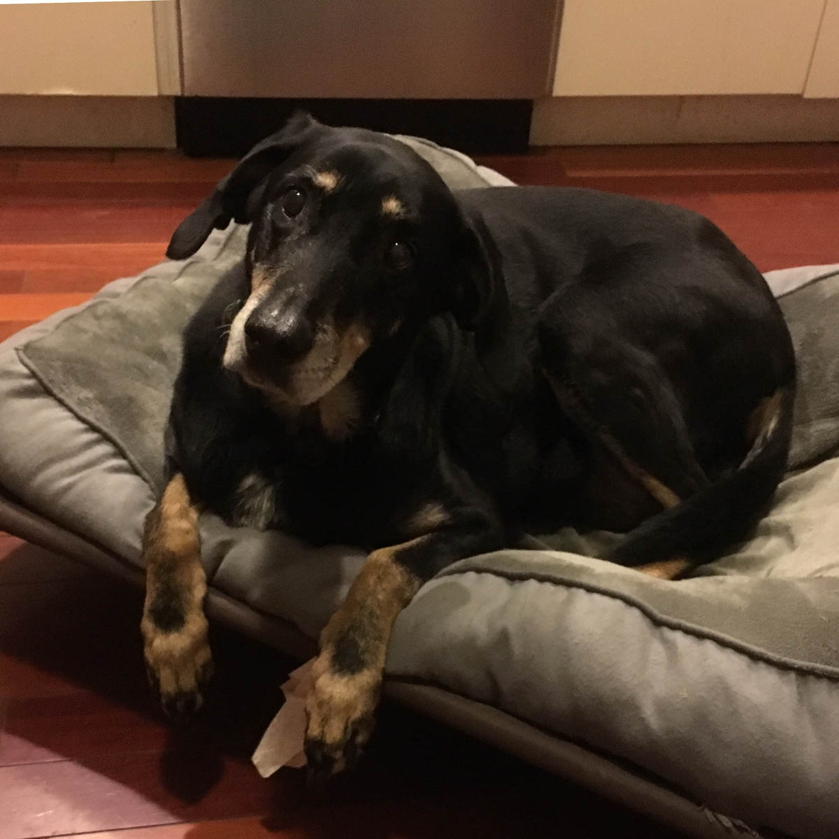 Bessie the big black dog trying to figure out what the human says to her