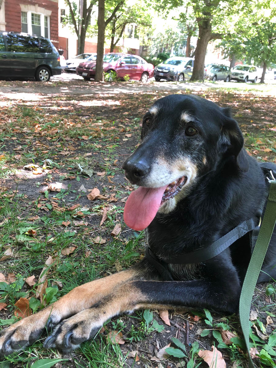 Bessie the big black dog happy to be visiting Hyde Park, Chicago