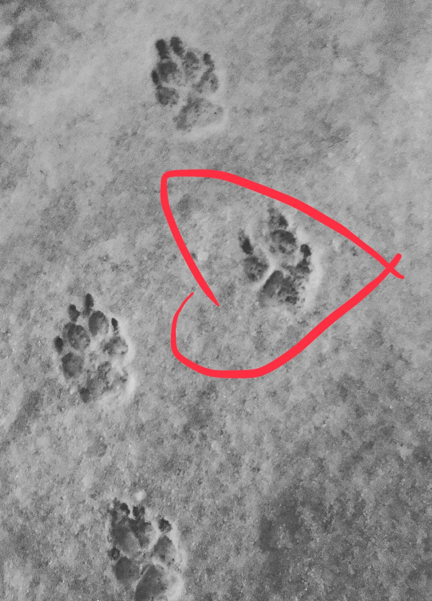 Bessie the big black dog's three toe print in the snow