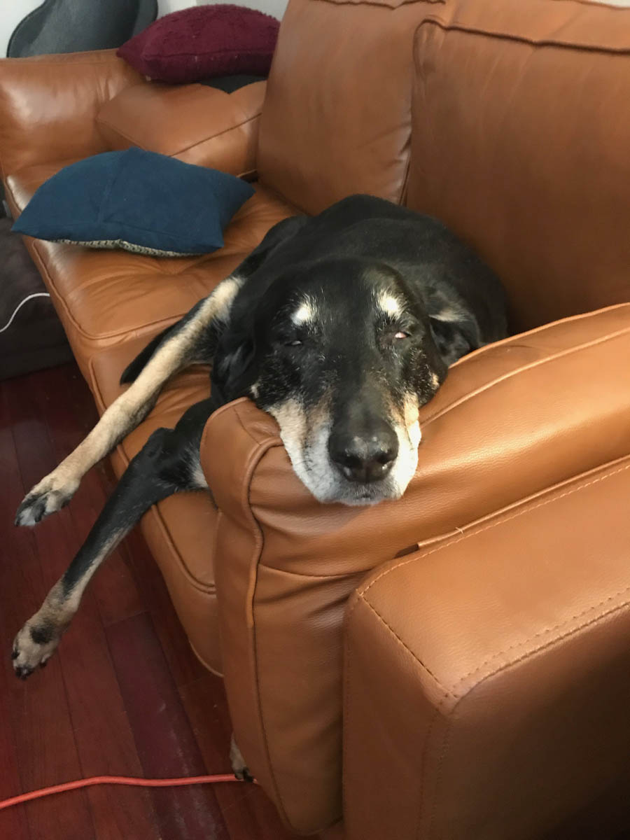 Bessie the big black dog passed out with her head on arm of the couch