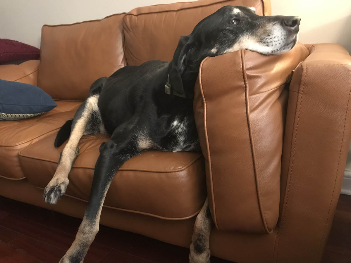 Bessie the big black dog looking super comfy on the couch