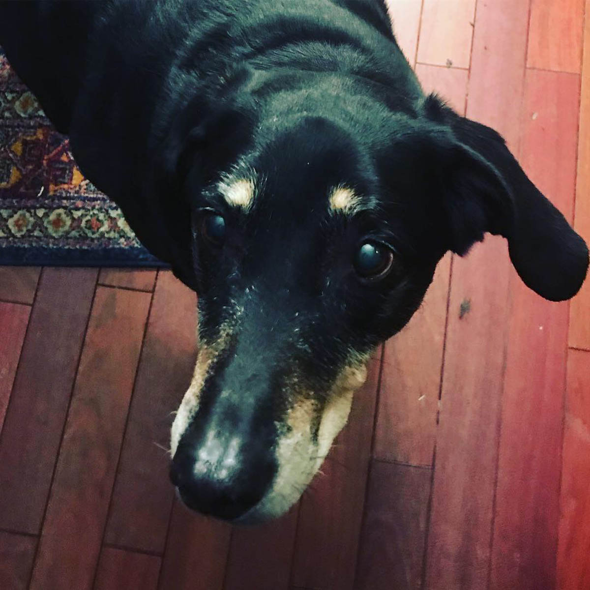 Bessie the big black dog demands treats