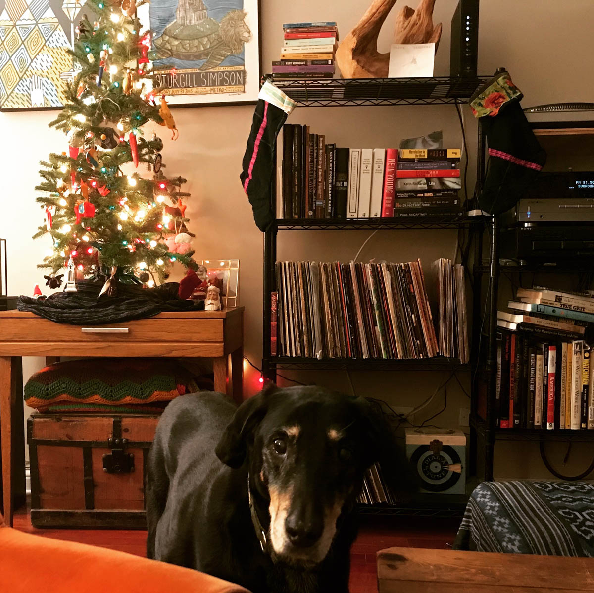 Bessie the big black dog demanding food in front of a Christmas tree