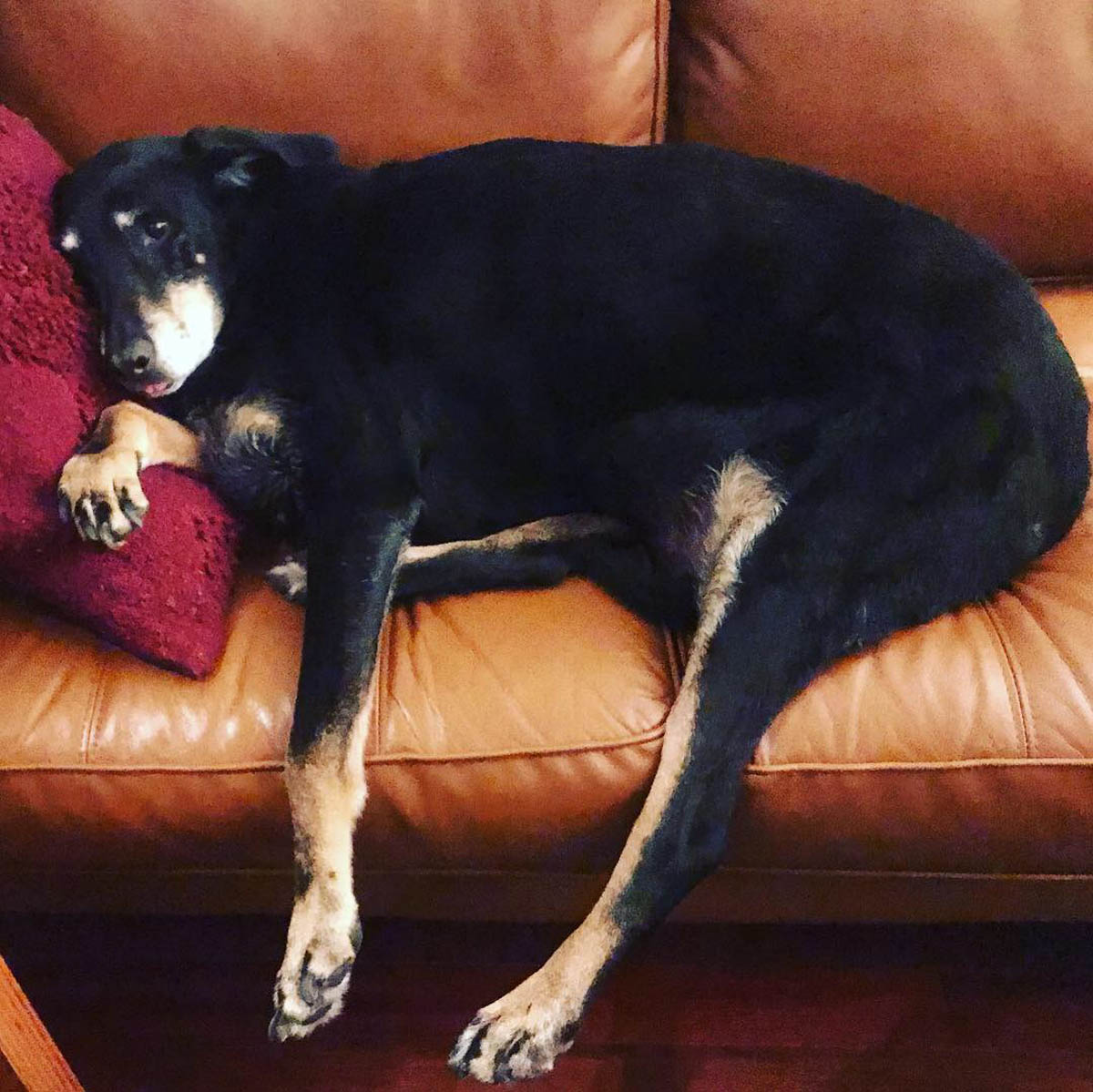 Bessie the big black dog on the couch with a lil blep