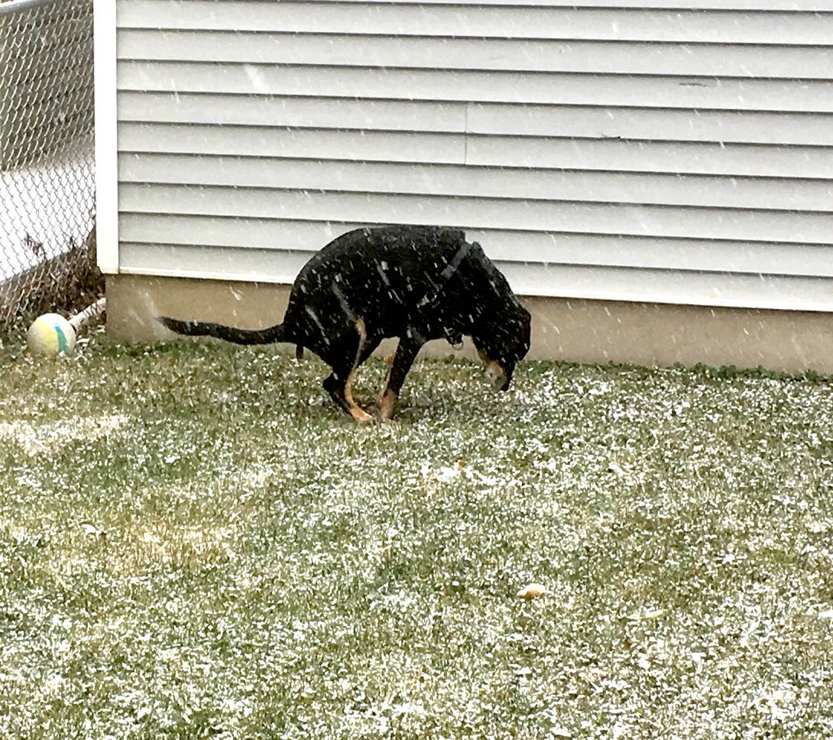 Bessie the big black dog pooping in the snow