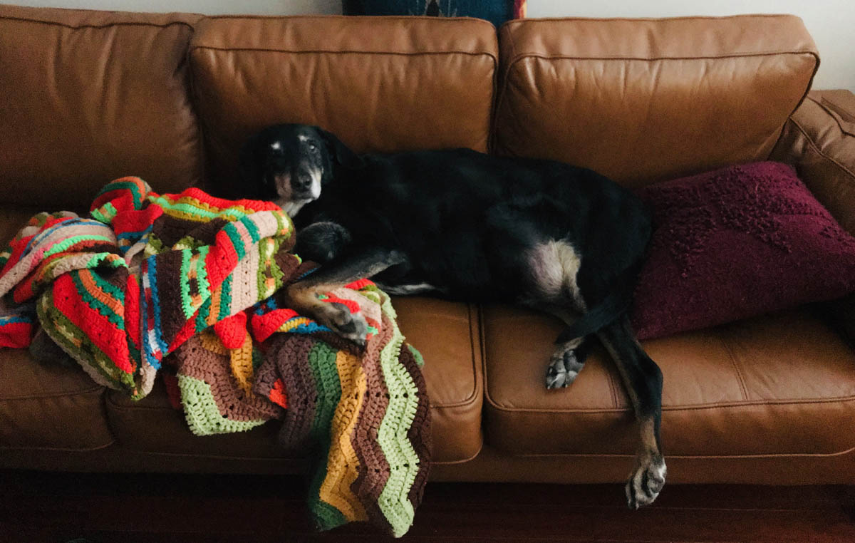 Bessie the big black dog chilling on the couch