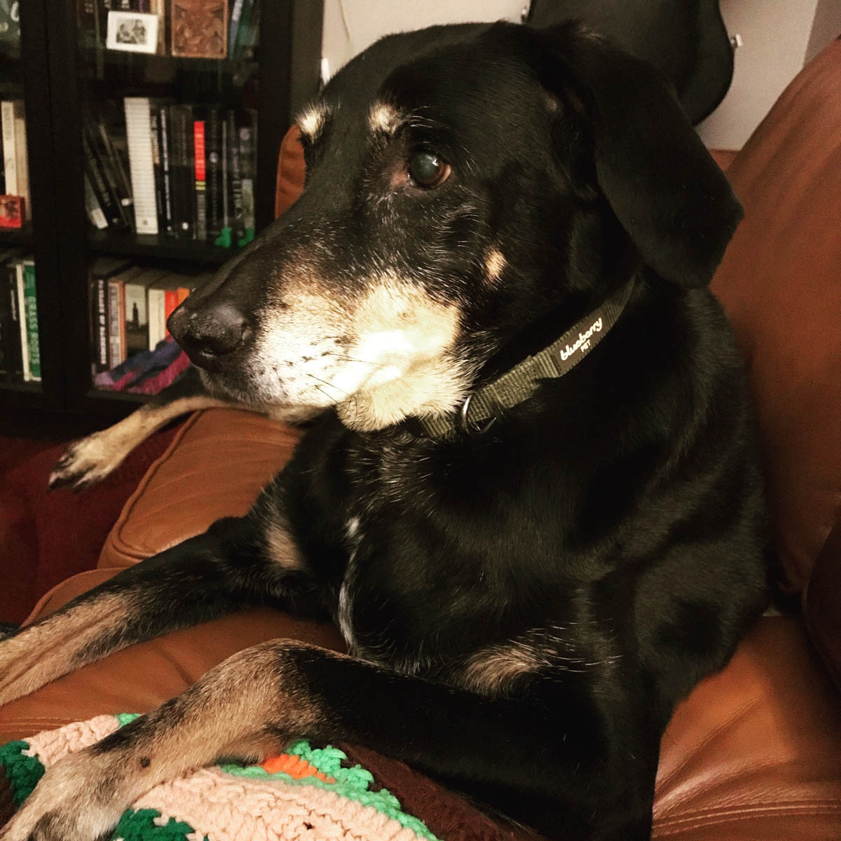 Bessie the big black dog showing her classic profile