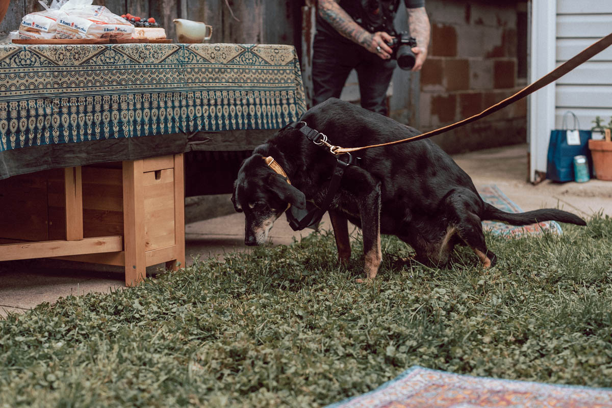 Bessie the big black dog peeing during the wedding