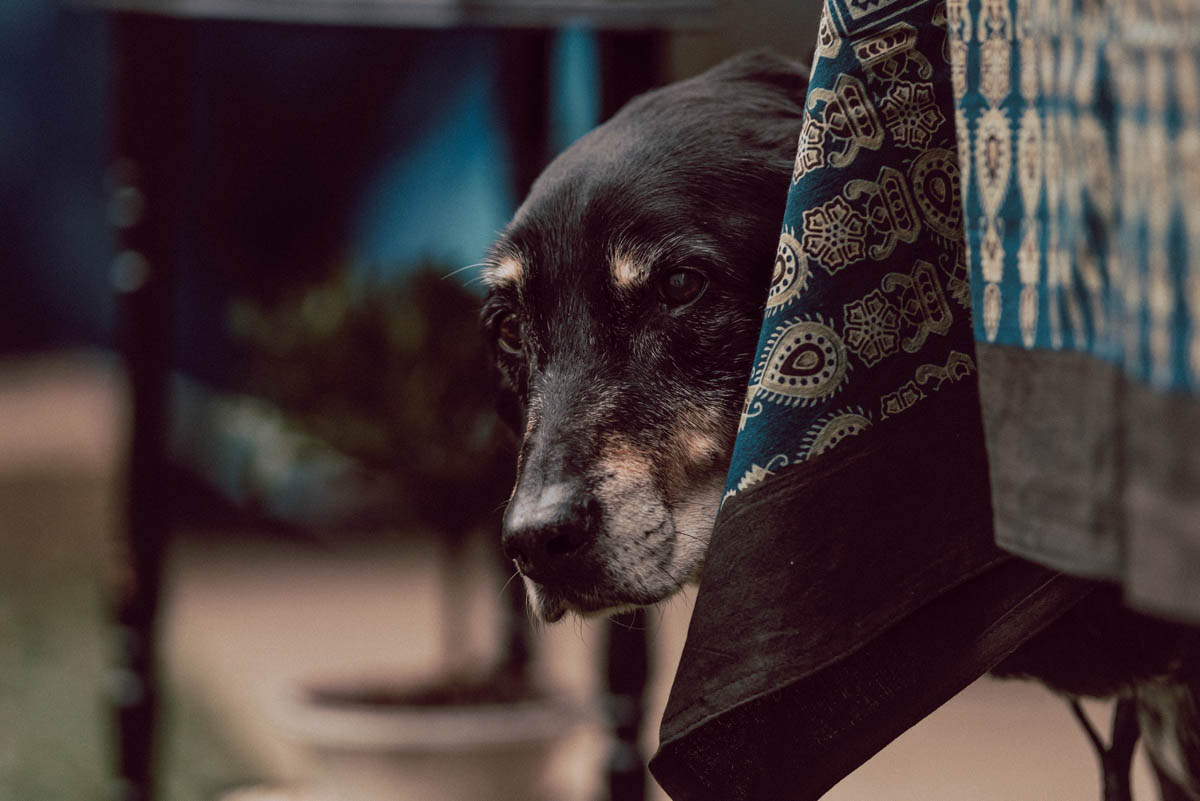 Bessie the big black dog looking gorgeous while peaking around the table